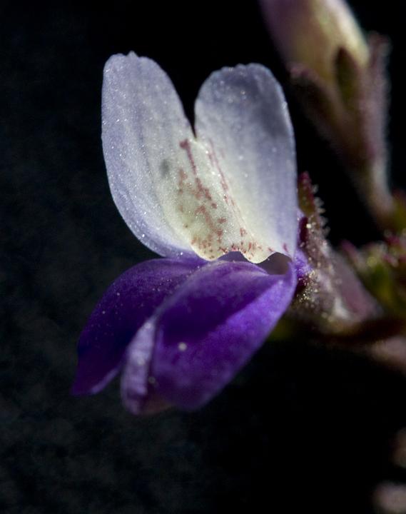 Collinsia rattanii 3237.jpg